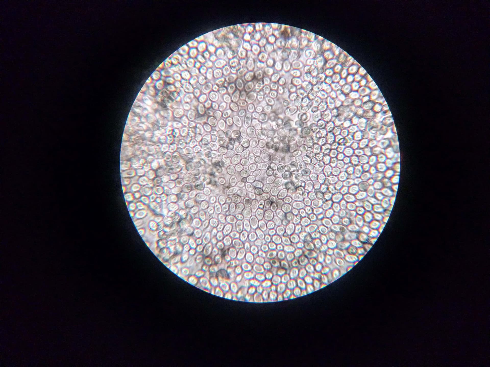 Bioink